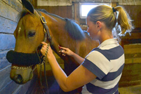 Equine medical treatment Equine medical treatment