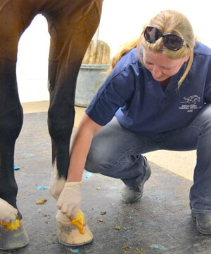 Hoof care Hoof care