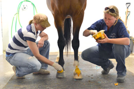 Equine education